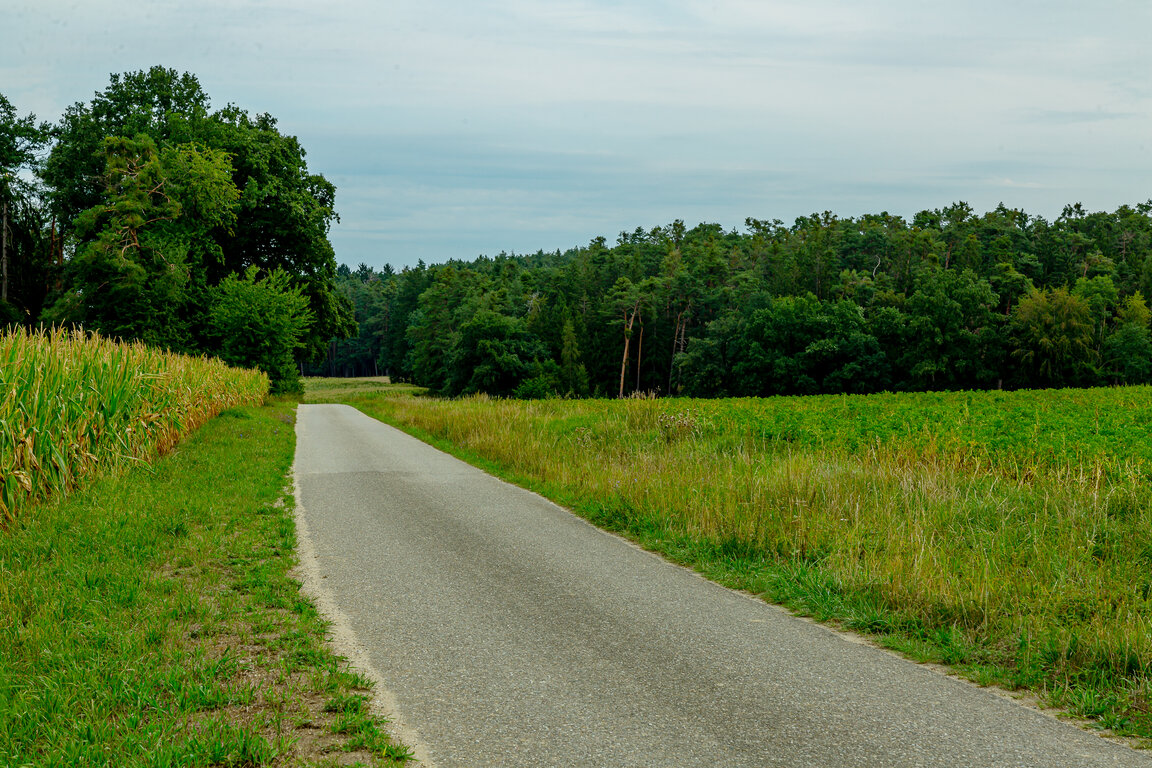 Image: 09_JA 40717 Weg zur Linde, links Mais, rechts Kartoffeln.jpg